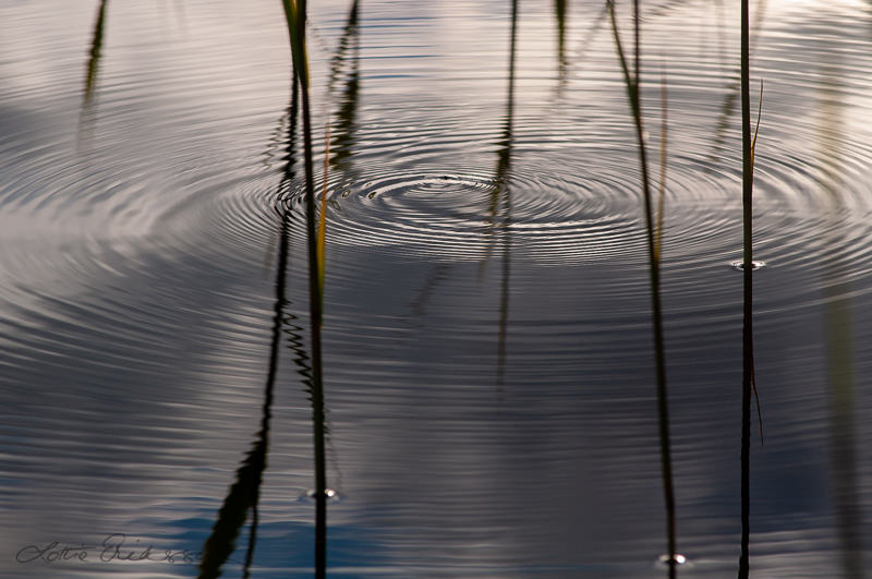 Abstract_watersurface_ripples_reeds_reflection