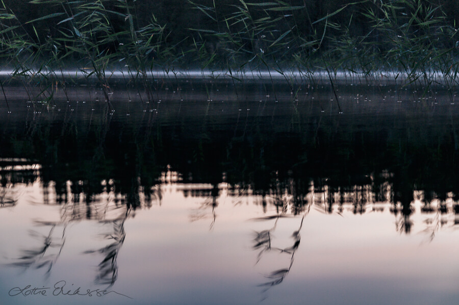 Lake_evening_reeds_reflections_background_fog_forest900