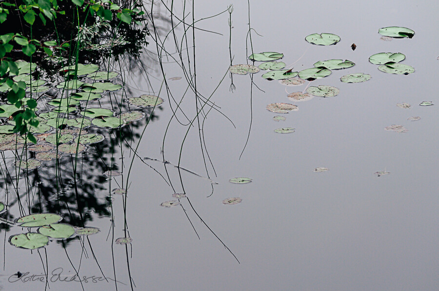Water_lilies_and_reeds_reflections900