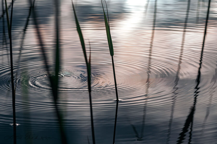 Water_surface_ripples_circles_reeds900
