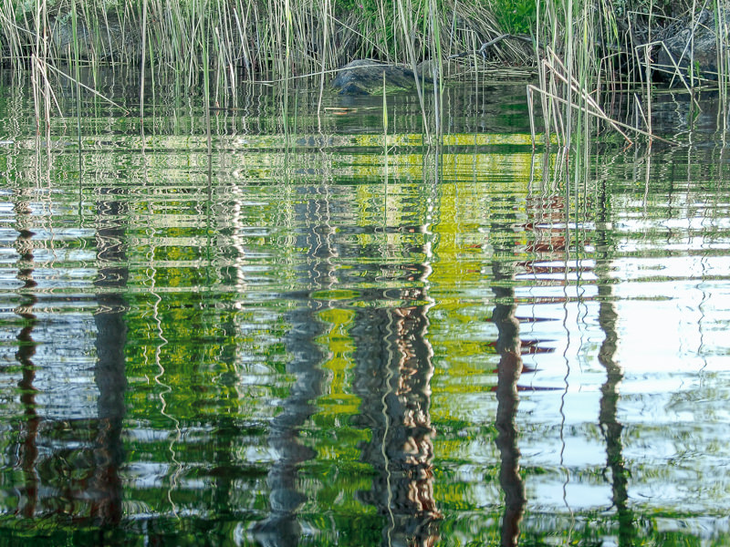 Watersurface_reeds_reflections_green