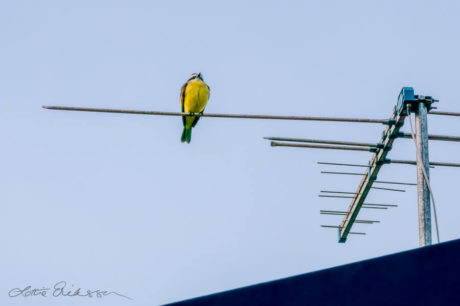 Brazil_yellow_bird_on_antenna_blue_sky900