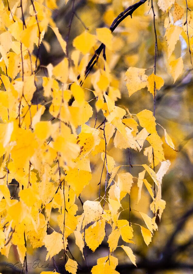 Sweden_birch_yellow_autumn_leaves_motion900