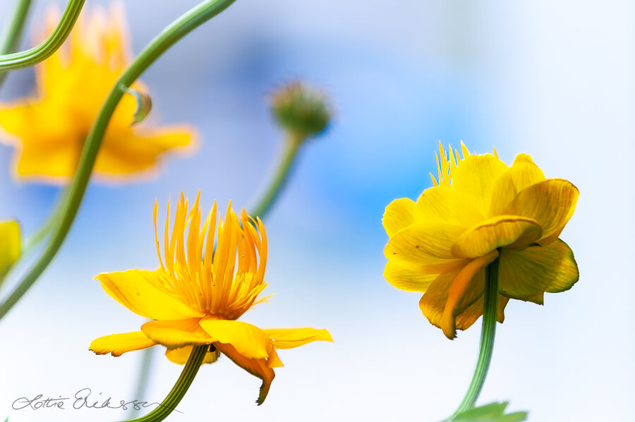 Garden_yellow_buttercups_background_blue900
